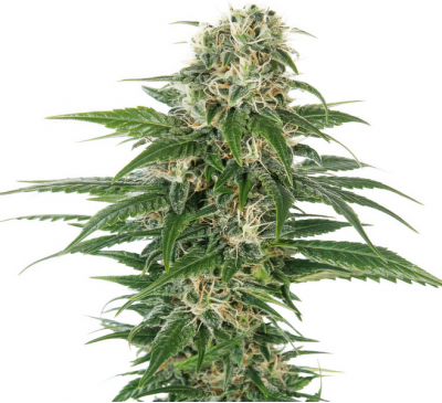 Ранній Дурбан (Photo.Fem.) 1 шт. / Early Durban 2024